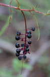 Pokeweed